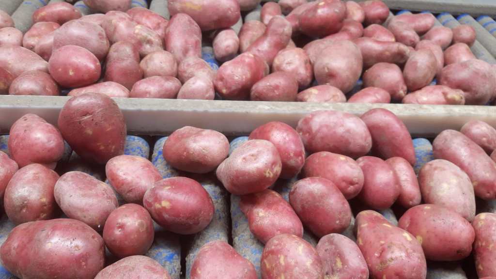 The Rise of Pink Potatoes: A Unique and Nutritious Choice