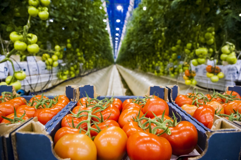 Dutch Tomatoes and Peppers: A Powerhouse in European Agriculture